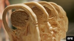  Imagen de las secciones transversales de un cráneo y cerébro humano 