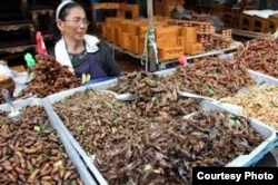 Problema cultural: En Asia los insectos se venden cual papitas fritas, pero en países como Cuba provocan asco.