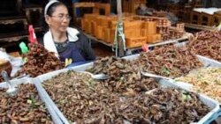 Los insectos