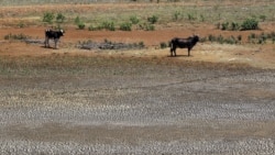 La falta de producción agrícola a gran escala incrementará la escasez de alimentos en el segundo semestre del año.