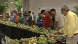 El mango cubano es el rey del Festival del Mango en Miami