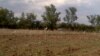 Las tierras ociosas abundan en Cuba. (Archivo)