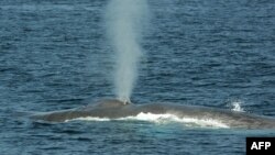 Una ballena azul es avistada en la costa de Long Beach, California. (Archivo)