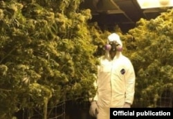 Varios cubanos cultivaban 57 plantas de marihuana en el sótano de una casa de Pueblo Oeste, Colorado.