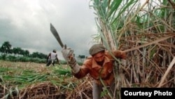 La industria azucarera cubana no sale a flote pese a expectativas del Gobierno.