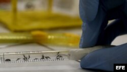 'Flower power' contra el mosquito transmisor del zika que atemoriza al mundo