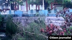 Reporta Cuba. La muerte de otro sauce en la ribera del río Ariguabano.