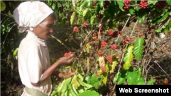 Una mujer cultiva café en Cuba.
