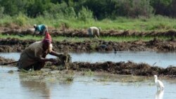 "No avanza la agricultura", se quejan los campesinos cubanos