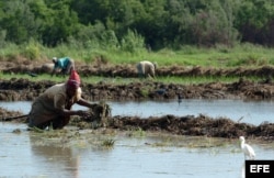 Campesinos cubanos preparan el terreno para la siembra de arroz en Bahía Honda, Pinar del Río.