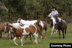 En La Guabina se crian caballos Apaloosa y pintos cubanos. Sus monteros no parecen cowboys, pero son tan hábiles como estos.