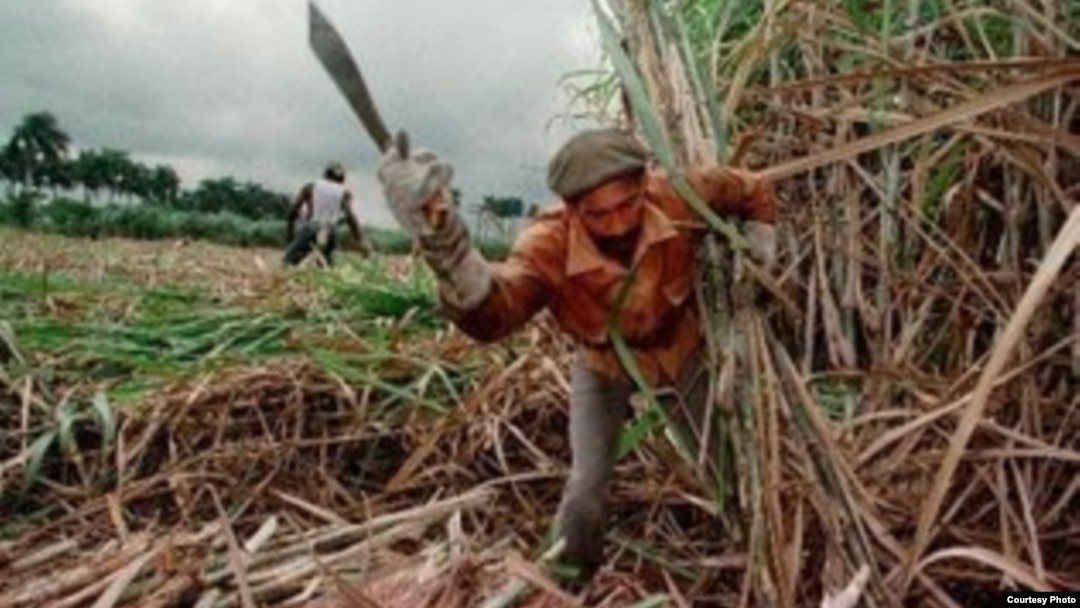 La zafra azucarera 2013-2014 ha sido extendida a mayo en Cuba, "hasta que las lluvias lo permitan"
