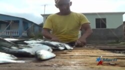 Gobierno niega permisos de pesca a pescadores de Cienfuegos