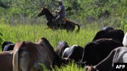 Un campesino cubano arrea un rebaño de reses en San Antonio de los Baños (Archivo, julio 2008. Agencia AFP).