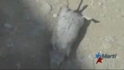 Nuevos reportes de cólera en La Habana