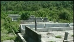 Sustitución de búfalos por vacas señal de deterioro de la agricultura en Cuba