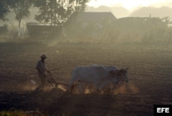 Un campesino trabaja la tierra con una yunta de bueyes en Pinar del Río (Cuba).