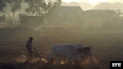 Un campesino trabaja la tierra con una yunta de bueyes en Pinar del Río (Cuba).