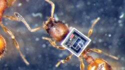 El sabor de los insectos
