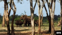 Una elefanta y varios rinocerontes caminan por la Pradera Africana del Zoológico Nacional de Cuba. De las selvas de Namibia a las abiertas praderas cubanas.