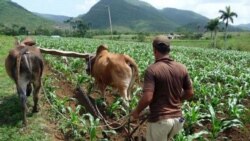 Reforma agraria avanza lenta y afecta la producción