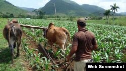 Campesinos pinareños