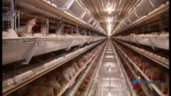 Cuba cancela importación de pollos de Estados Unidos