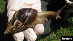 Un ejemplar de caracol gigante africano, detectado en Florida, Estados Unidos, septiembre de 2011. Archivo. (REUTERS).