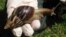 Un ejemplar de Caracol Gigante Africano, detectado en Florida, Estados Unidos, septiembre de 2011. Archivo. (REUTERS).