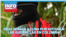 BANNER PERNALETE 22 JUL