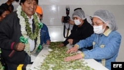 Evo Morales (i), inauguró el 29 de julio una fábrica de "bimates", hechos con hojas de coca y el edulcorante estevia. 