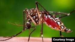 Chikunguña vector 