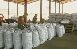 Carboneros de Las Tunas alistan el producto destinado a la exportación.