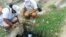 fumigación contra aedes dengue Cuba