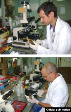Científicos del IPK examinan muestras del caracol africano. Foto IPK.