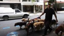 Opiniones sobre el servicio del cuidado animal en Cuba