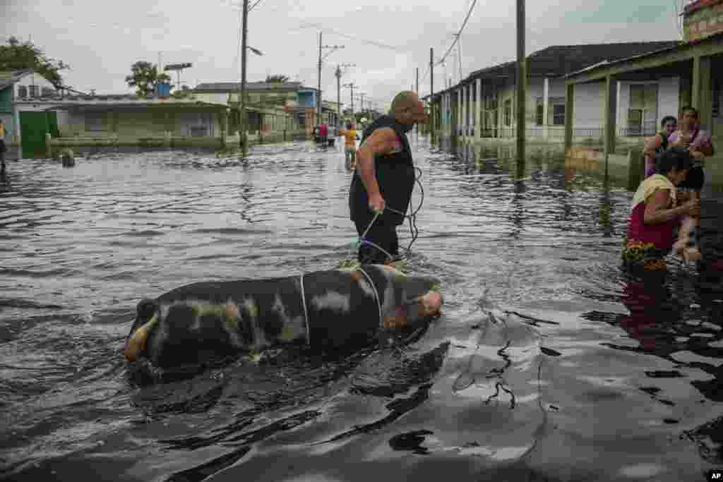 Los residentes de Batabanó intentaron proteger sus animales de las inundacionas causadas por las lluvias de Helene.