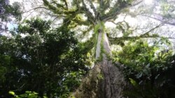 "El sudor de la ceiba"