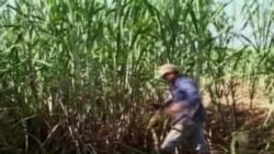 La industria azucarera de Cuba de nuevo toca fondo