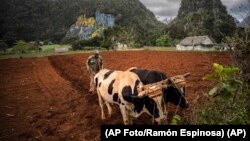 Un agricultor ara un campo con bueyes para plantar yuca cerca de las montañas en Viñales, Cuba. (AP Foto/Ramón Espinosa)