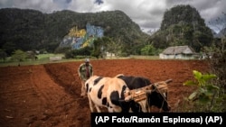 Un agricultor ara un campo con bueyes para plantar yuca cerca de las montañas en Viñales, Cuba, el 1 de marzo de 2021. (AP Foto/Ramón Espinosa)