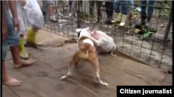 Peleas de perros en Cuba