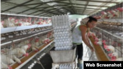 Reporta Cuba huevos Cuba Cu