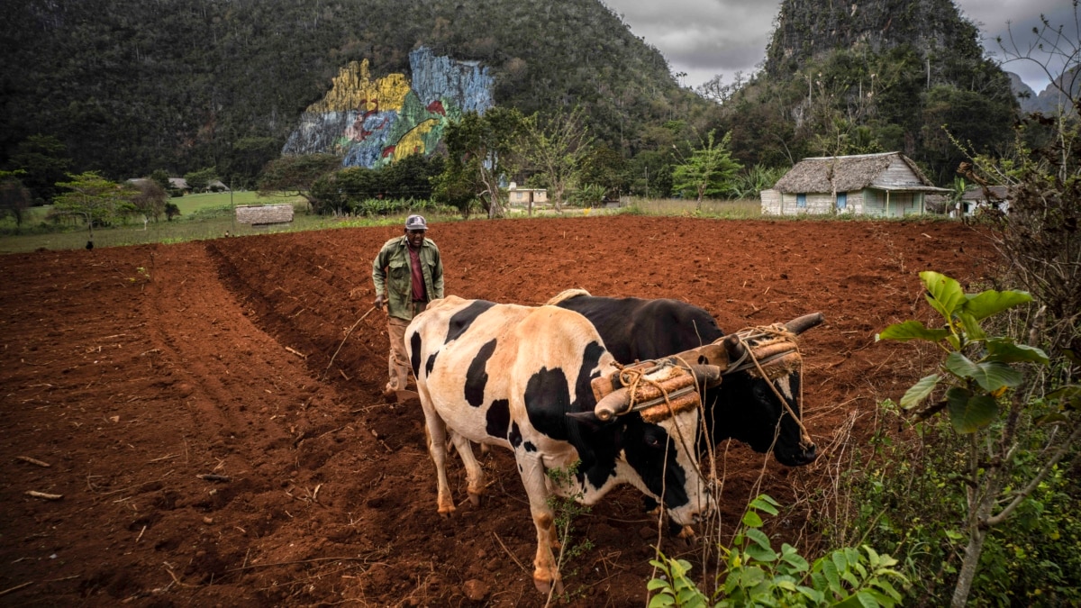 Campesinos denuncian que sus cosechas se pudren en el campo por ineficiencia estatal