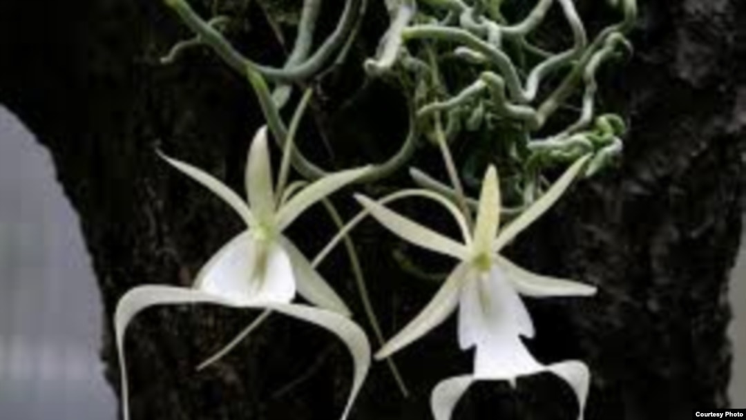 La orquídea fantasma, una de las flores más raras del mundo.