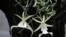La orquídea fantasma, una de las flores más raras del mundo.