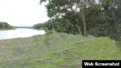 Reporta Cuba. Bosques.