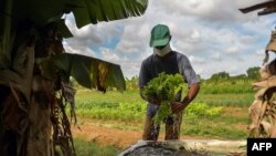 Un hombre cultiva lechugas para vender, a las afueras de La Habana. (YAMIL LAGE / AFP)