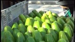 Cadena de intermediarios encarece precio de aguacates