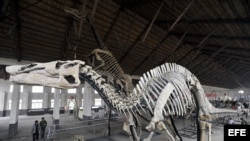Esqueletos de dinosaurios en museo de China